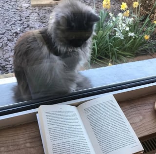 Illustration de l'article : 15 photos de chats qui semblent passionnés par la lecture