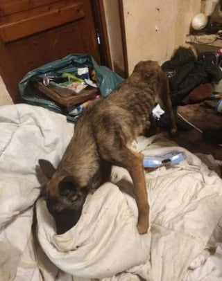 Illustration de l'article : Intervenus pour un autre motif, les gendarmes découvrent 59 chiens et chats privés de soins dans une propriété de l’Oise