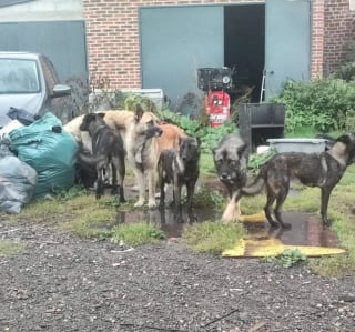 Illustration de l'article : Intervenus pour un autre motif, les gendarmes découvrent 59 chiens et chats privés de soins dans une propriété de l’Oise