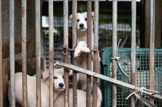 Illustration de l'article : Plus de 70 chiens sauvés d'un élevage destiné à la consommation en Corée du Sud, dont des mères et leurs chiots