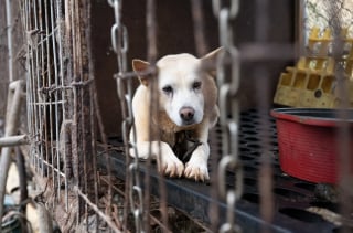 Illustration de l'article : Plus de 70 chiens sauvés d'un élevage destiné à la consommation en Corée du Sud, dont des mères et leurs chiots