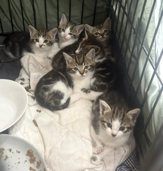 Illustration de l'article : S'apprêtant à ouvrir son magasin, il découvre 6 chatons affamés et malades devant une boutique voisine