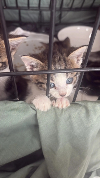 Illustration de l'article : S'apprêtant à ouvrir son magasin, il découvre 6 chatons affamés et malades devant une boutique voisine