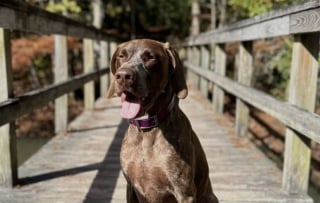 Illustration de l'article : Une chienne se baigne pr&egrave;s du rivage, puis joue avec un mammif&egrave;re marin pendant une vingtaine de minutes (vid&eacute;o)