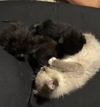 Illustration de l'article : Des ouvriers entendent des cris dans un broyeur industriel, 3 chatons se trouvaient &agrave; l'int&eacute;rieur