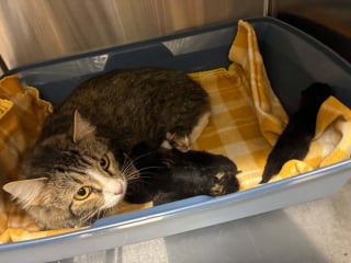 Illustration de l'article : Cette maman chat protège ses 6 nouveau-nés sous une maison, jusqu’à ce que quelqu’un les remarque