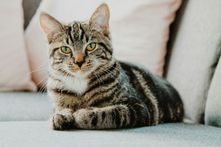 Illustration de l'article : Chute des températures : 6 astuces pour aménager le nid parfait de votre chat cet automne
