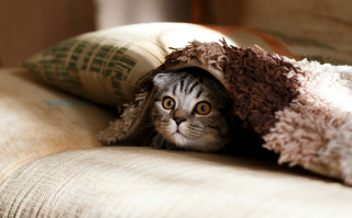 Illustration de l'article : Chute des températures : 6 astuces pour aménager le nid parfait de votre chat cet automne