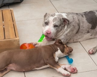 Illustration de l'article : Après la perte dramatique de ses petits, cette chienne s'est laissée apaiser par la présence d'un nouveau venu (vidéo)