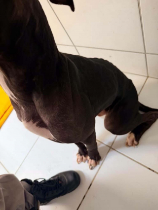 Illustration de l'article : Après la découverte de 2 chiens attachés en forêt, une association de Rouen lance un appel pour identifier leurs maîtres