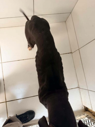 Illustration de l'article : Après la découverte de 2 chiens attachés en forêt, une association de Rouen lance un appel pour identifier leurs maîtres