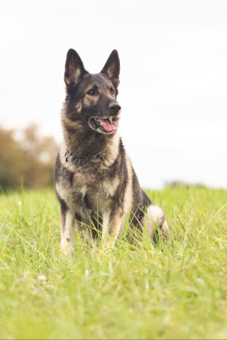 Illustration de l'article : Ce chien gendarme franchit 5 champs et une clôture électrique pour rattraper un voleur de carburant