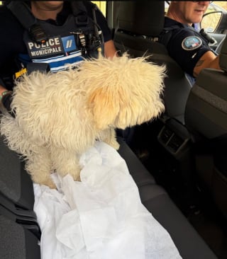 Illustration de l'article : À Marseille, les forces de l'ordre interviennent in extremis pour libérer un chien piégé sur un balcon en plein soleil