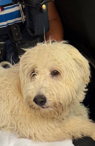 Illustration de l'article : À Marseille, les forces de l'ordre interviennent in extremis pour libérer un chien piégé sur un balcon en plein soleil