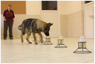 Illustration de l'article : Les chiens savent faire la différence entre de vrais jumeaux, selon cette expérience scientifique