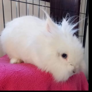 Illustration de l'article : Ce lapin a vécu enfermé dans une cage, il cherche désormais des adoptants prêts à lui offrir la liberté