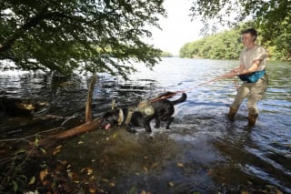 Illustration de l'article : Des chiens entraînés à traquer un mollusque invasif qui menace l’eau potable de New York