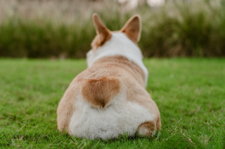 Illustration de l'article : Vider soi-même les glandes anales de son chien comporte des risques, voici lesquels