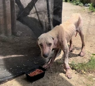 Illustration de l'article : Ils pensaient simplement retirer de l’argent au distributeur, mais repartent avec un chien (vidéo)