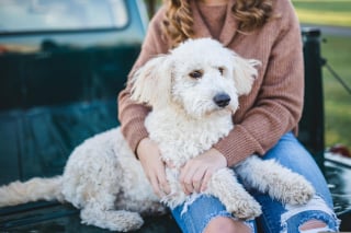 Illustration de l'article : Octobre Rose : les chiens pourraient inspirer aux chercheurs des « nez électroniques » de dépistage du cancer du sein