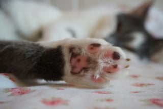 Illustration de l'article : Votre compagnon félin peut vous transmettre la maladie des griffes du chat sans vous griffer