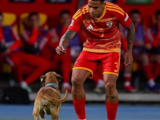 Illustration de l'article : Un chien fait irruption sur la pelouse en plein match dont il provoque l'interruption