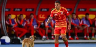 Illustration de l'article : Un chien fait irruption sur la pelouse en plein match dont il provoque l'interruption