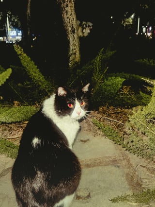 Illustration de l'article : Pourquoi les yeux de votre chat brillent-ils dans le noir comme des phares ?