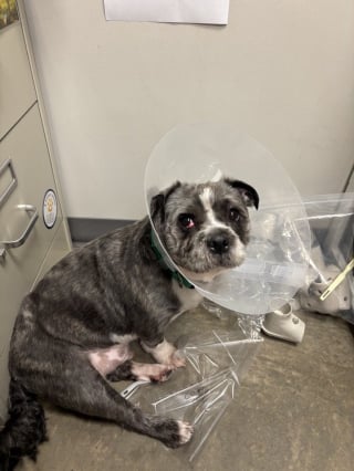 Illustration de l'article : « On aurait dit un Pitbull », un Shih Tzu obèse doit perdre 7 kilos après le décès de son propriétaire