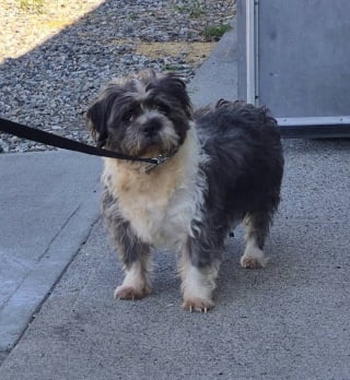 Illustration de l'article : « On aurait dit un Pitbull », un Shih Tzu obèse doit perdre 7 kilos après le décès de son propriétaire