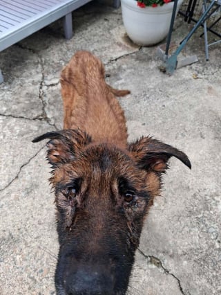 Illustration de l'article : Cette chienne découverte avec un collier étrangleur rouillé était si maigre qu’elle peinait à tenir debout