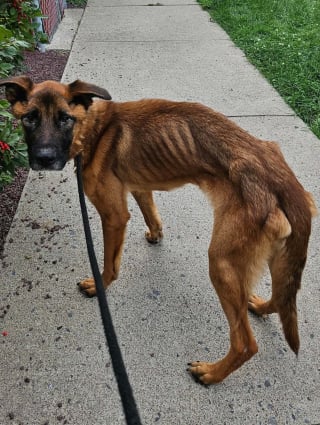 Illustration de l'article : Cette chienne découverte avec un collier étrangleur rouillé était si maigre qu’elle peinait à tenir debout