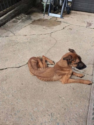 Illustration de l'article : Cette chienne découverte avec un collier étrangleur rouillé était si maigre qu’elle peinait à tenir debout