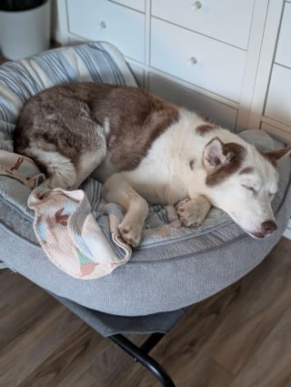 Illustration de l'article : Après des mois de soins, ce chien à la peau enflammée, aux griffes trop longues et au pelage sale ressemble enfin à un Husky