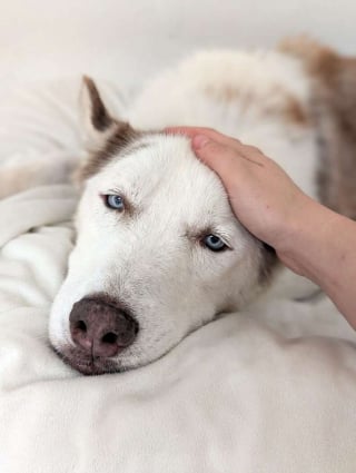 Illustration de l'article : Après des mois de soins, ce chien à la peau enflammée, aux griffes trop longues et au pelage sale ressemble enfin à un Husky