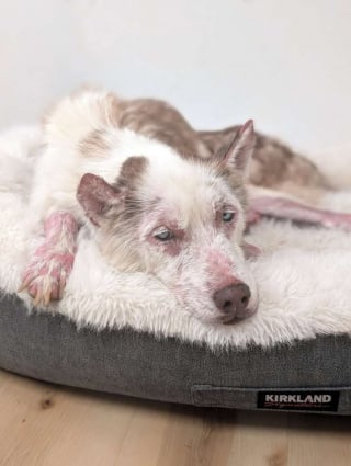 Illustration de l'article : Après des mois de soins, ce chien à la peau enflammée, aux griffes trop longues et au pelage sale ressemble enfin à un Husky