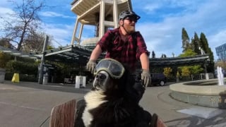 Illustration de l'article : Ce Bouvier Bernois de 54 kg sillonne la ville à vélo pour faire sourire les passants (vidéo)