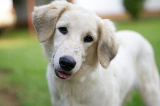 Illustration de l'article : Contrairement aux id&eacute;es re&ccedil;ues, couper les moustaches d&rsquo;un chien ne lui fait pas perdre l&rsquo;&eacute;quilibre