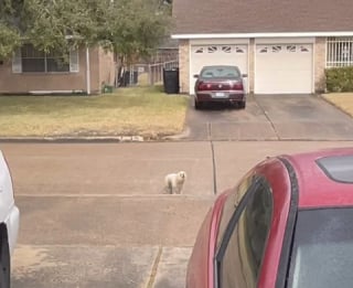 Illustration de l'article : Recueilli après avoir vécu dans la rue, ce chien accepte enfin une caresse (vidéo)