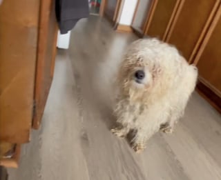 Illustration de l'article : Recueilli après avoir vécu dans la rue, ce chien accepte enfin une caresse (vidéo)
