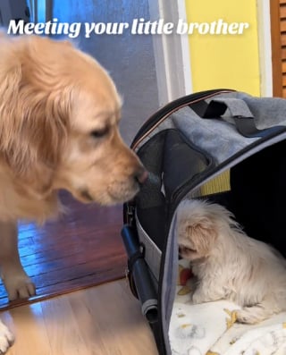 Illustration de l'article : Un Golden Retriever devient le grand frère parfait d’un chiot Shih Tzu et tisse avec lui une adorable amitié