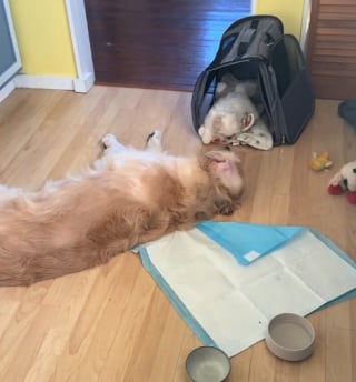 Illustration de l'article : Un Golden Retriever devient le grand frère parfait d’un chiot Shih Tzu et tisse avec lui une adorable amitié