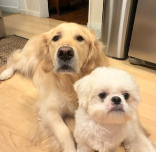 Illustration de l'article : Un Golden Retriever devient le grand frère parfait d’un chiot Shih Tzu et tisse avec lui une adorable amitié