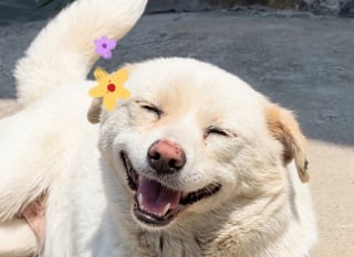 Illustration de l'article : 10 photos d’animaux qui ont un effet réel sur notre bien-être