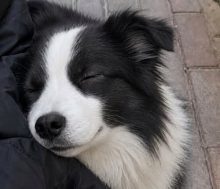 Illustration de l'article : 10 photos d’animaux qui ont un effet réel sur notre bien-être