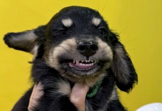 Illustration de l'article : 10 photos d’animaux qui ont un effet réel sur notre bien-être
