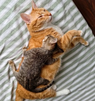 Illustration de l'article : 10 photos d’animaux qui ont un effet réel sur notre bien-être