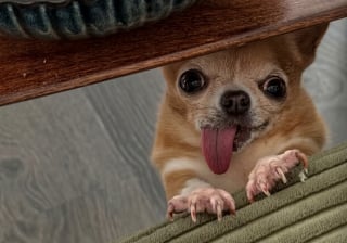 Illustration de l'article : 10 photos d’animaux qui ont un effet réel sur notre bien-être