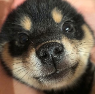 Illustration de l'article : 10 photos d’animaux qui ont un effet réel sur notre bien-être