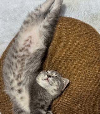 Illustration de l'article : 10 photos d’animaux qui ont un effet réel sur notre bien-être